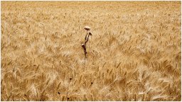 nury marc_plateau de valensole 59